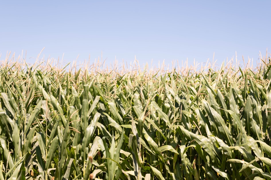 a field of green corn with a blue sky in the background