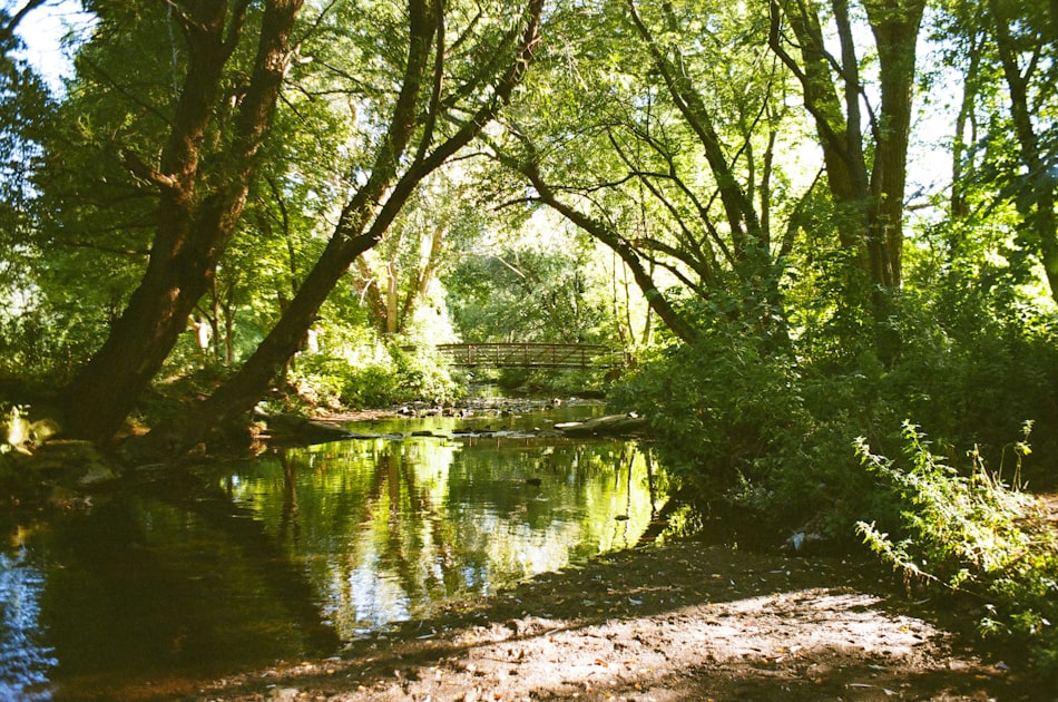 A serene forest with a calm river and stone bridge.