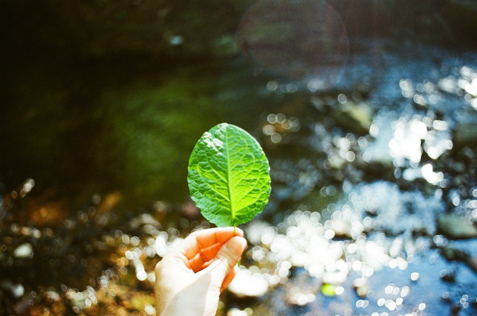 Hand holding a green leaf over a stream